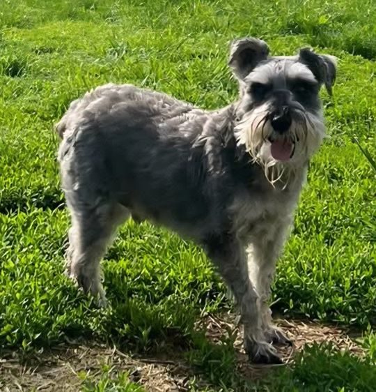 Ollie, lost dog, Miniature Schnauzer