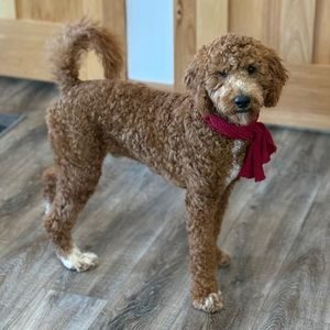 Mister, lost dog, Goldendoodle