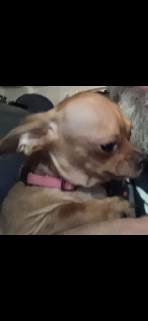 Bella, lost dog, Chihuahua
