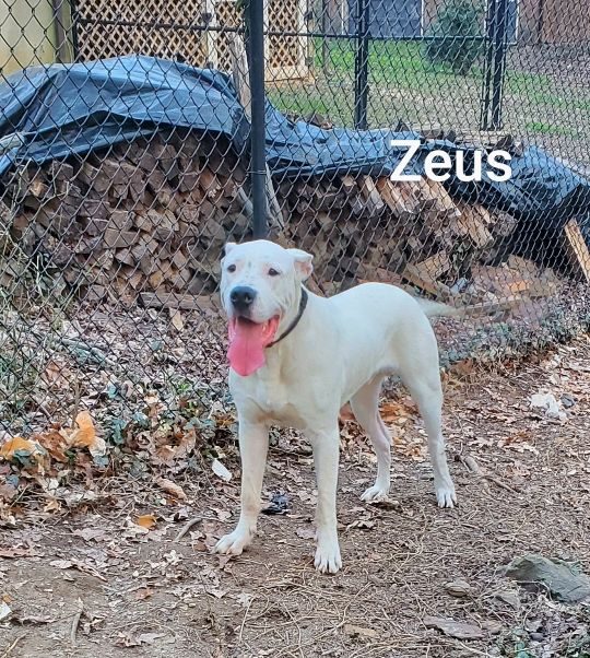 Zeus, lost dog, Dogo Argentino