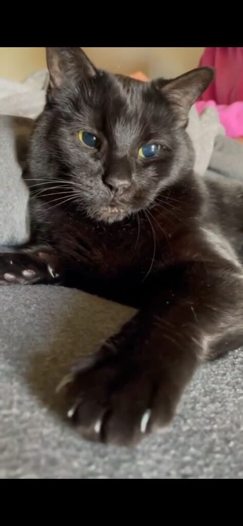 Baby Kitty, lost cat, Domestic Short Haired Cat