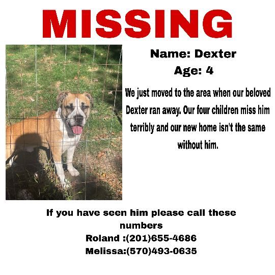 Dexter, lost dog, Boxer/pit mix