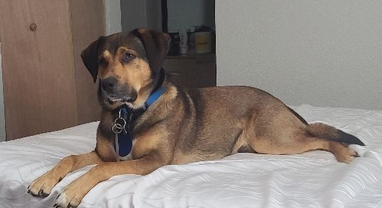 Bruce, lost dog, Rhodesian Ridgeback mix