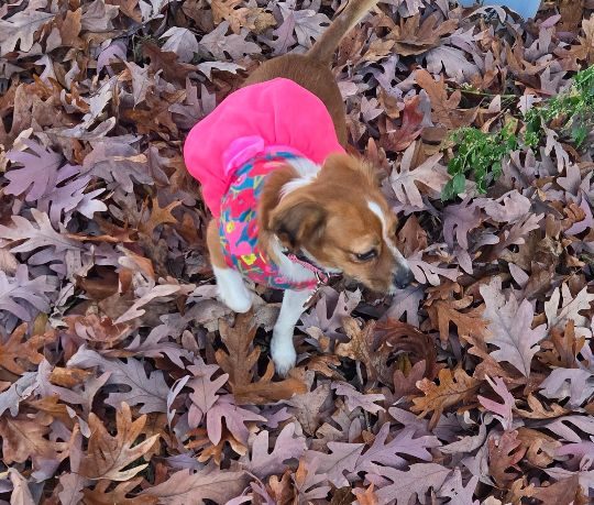 Gertrude, lost dog, Cavalier King Charles spaniel
