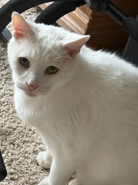 Snowball, lost cat, Na