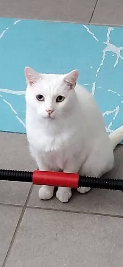 Snowball, lost cat, Na