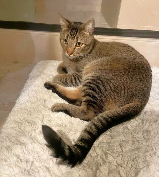 Kona, lost cat, Abyssinian