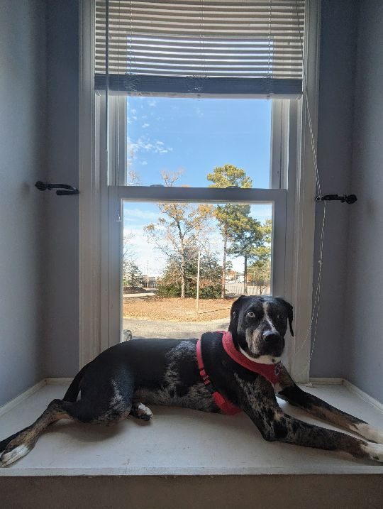 Nova, lost dog, Mix