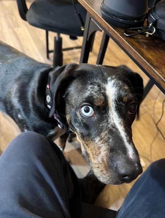 Nova, lost dog, Mix