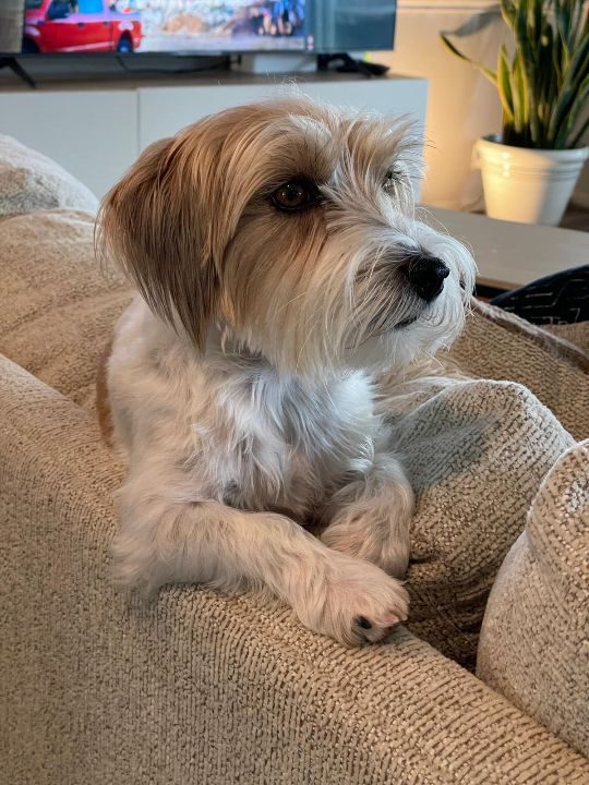 Bossie, lost dog, Terrier