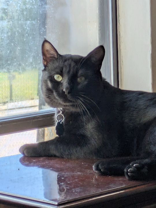 Snow, lost cat, American Short Hair