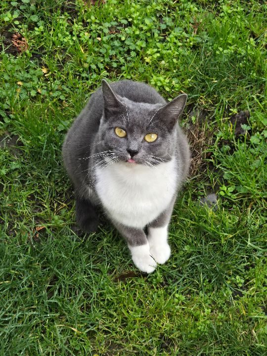 Faith, lost cat, Domestic Shorthair/Russian Blue