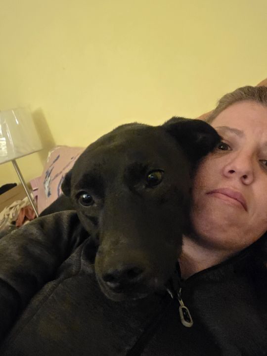 Stormy, lost dog, Lab mix