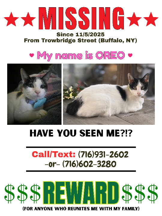 Oreo, lost cat, Domestic shorthair