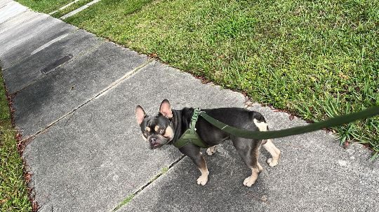 Knox, lost dog, Frenchie
