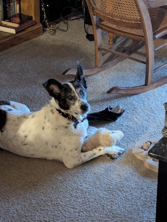 Trixy, lost dog, Mix
