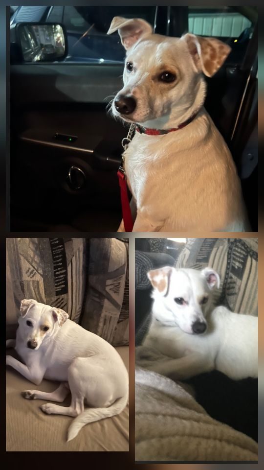 Fernando, lost dog, Mixed