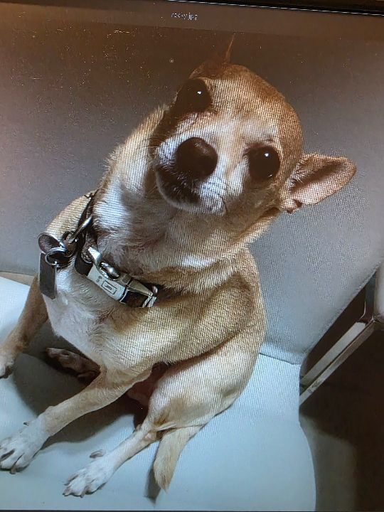Rocky, lost dog, Chihuahua
