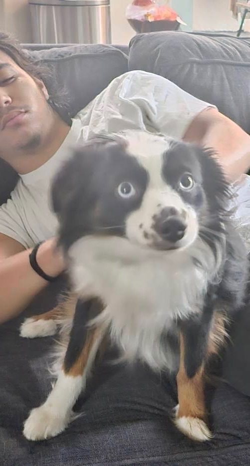Bear, lost dog, Mini Australian Shepherd