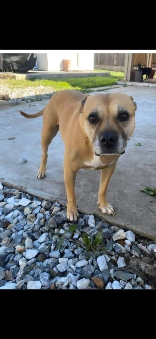 Kalifa, lost dog, Pitbull mixed