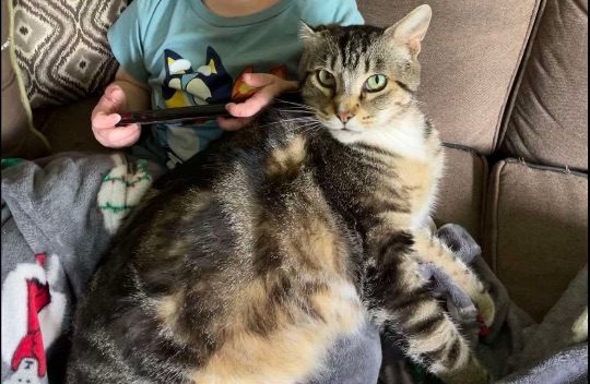 Tiger, lost cat, Shorthair