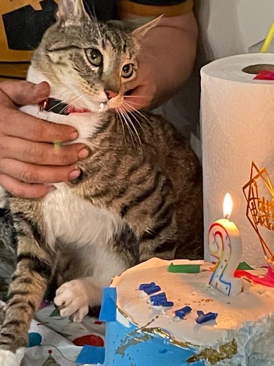 Tivaly, lost cat, Taby