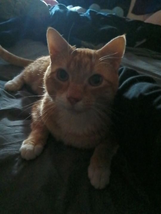 Buddy, lost cat, Orange Tabby
