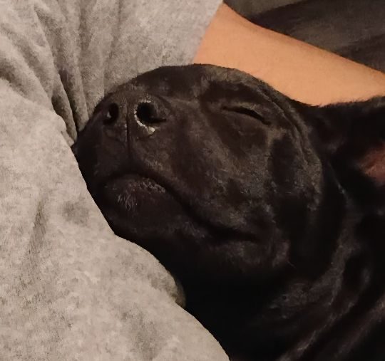 Cardi B, lost dog, German Shepherd/Pit bull mix