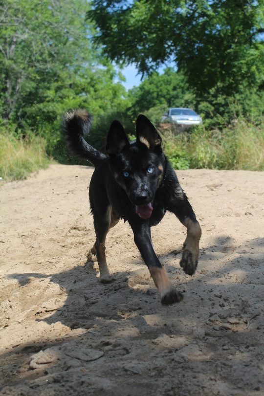 Bubba, lost dog, Husky and blue heeler