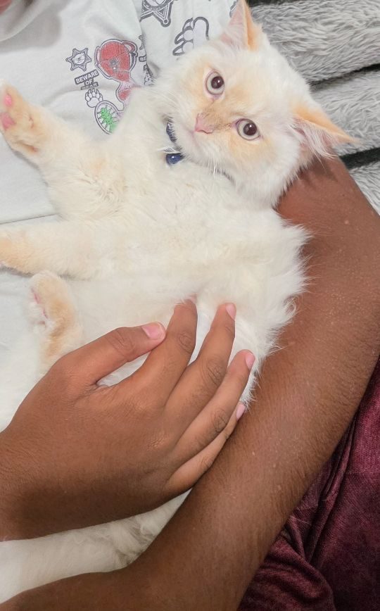 Luna, lost cat, Persian