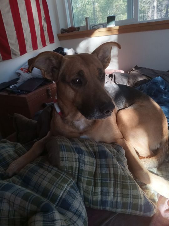 Faith, lost dog, Shepherd