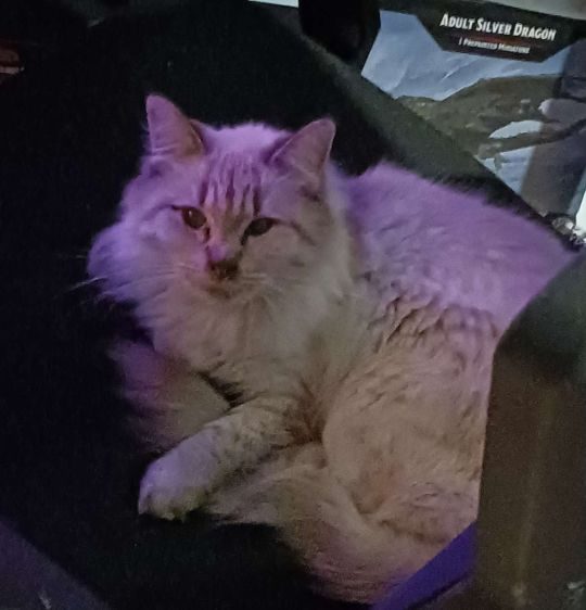 Mink, lost cat, Domestic Long Hair