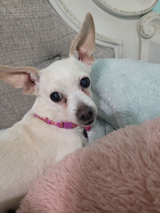 Caylee, lost dog, Chihuahua