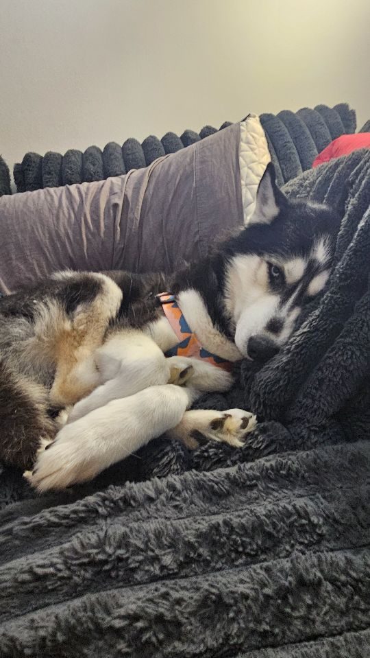 Mocha, lost dog, Husky
