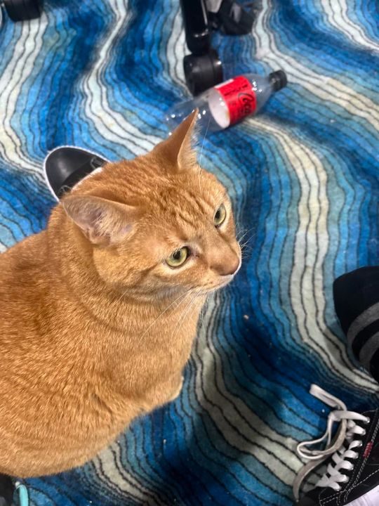 Loki, lost cat, DSH