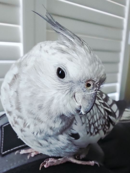 Ptera, lost bird, Cockatiel