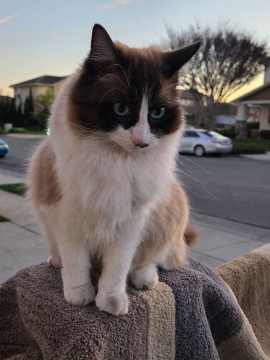 Mili, lost cat, Ragdoll