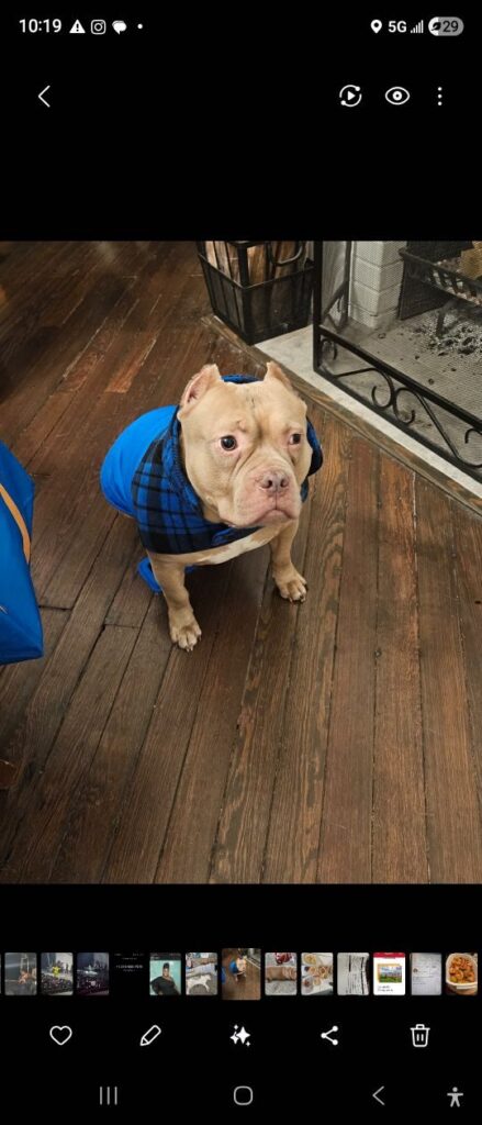 Apollo, lost dog, American Bulldog