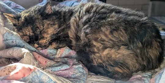 Turtle, lost cat, Domestic Shorthair