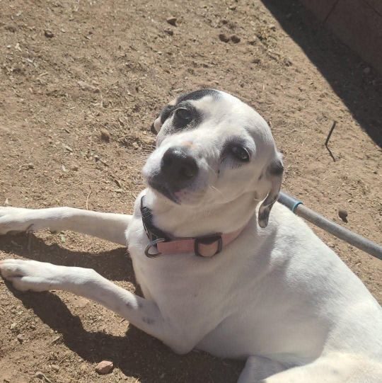 Penelope, lost dog, Foxterrier mix