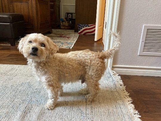 Bumper, lost dog, Maltese/poodle