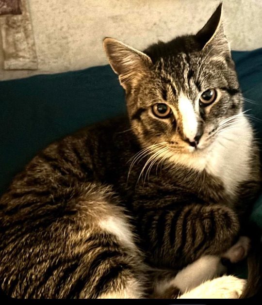 Máximo Bartolo, lost cat, Tabby Cat
