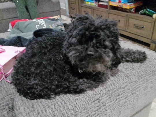 Lily, lost dog, Poodle