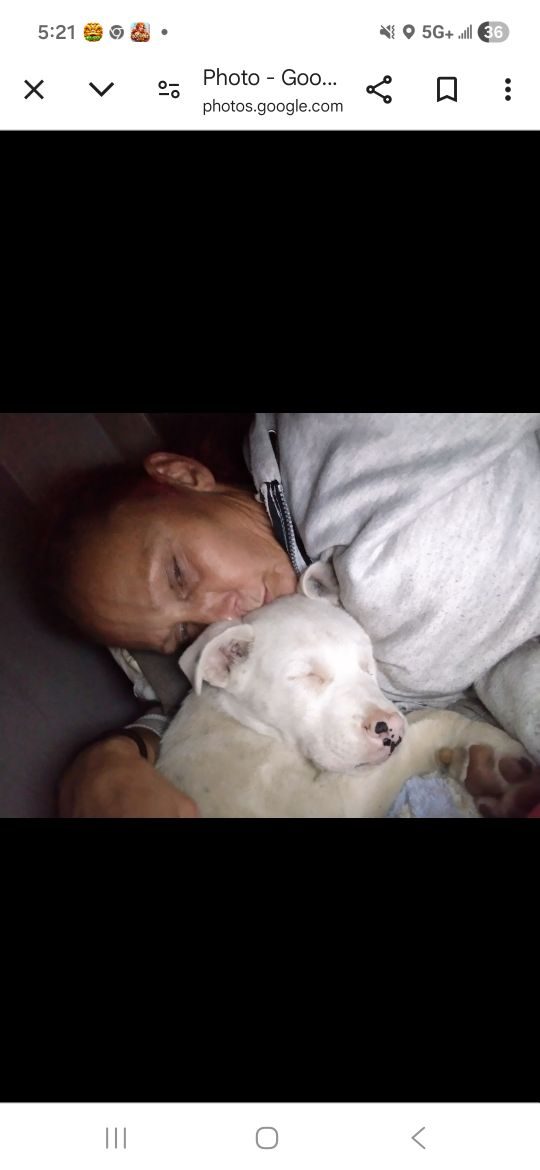 Cane, lost dog, Mix