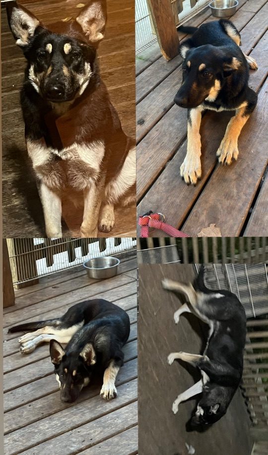 Khloé, lost dog, German Shepard