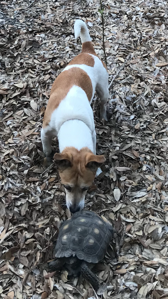 Zebulon, lost dog, Terrier mix