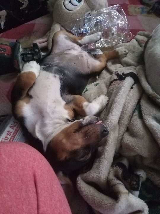 Caramela /or Mamas, lost dog, Little puppy