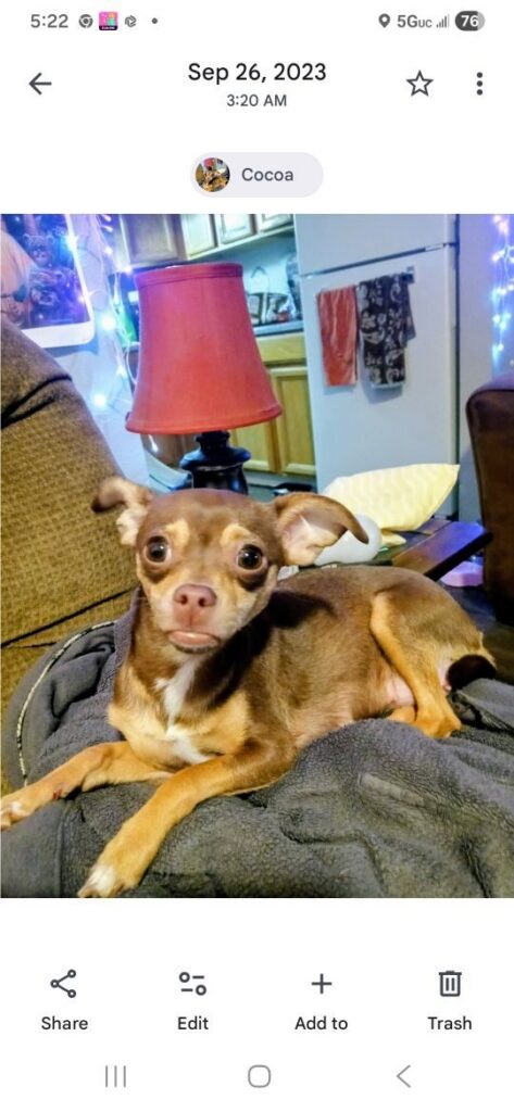 Cocoa, lost dog, Chihuahua