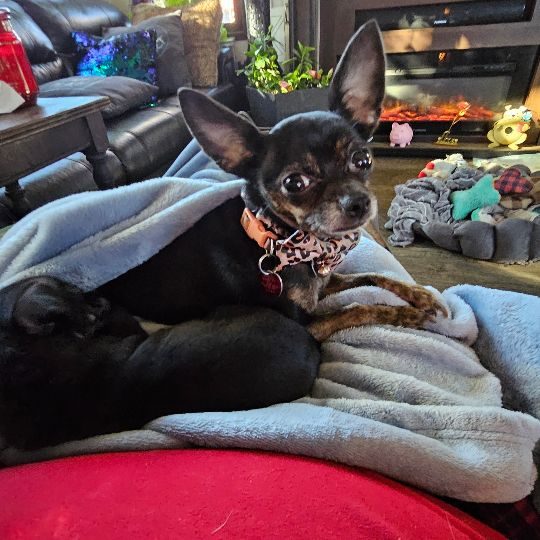 Queenie, lost dog, Chihuahua
