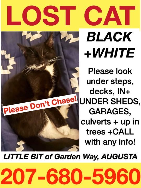 Little Bit, lost cat, Domestic shorthair